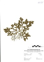 藏品(生根卷柏)的圖片